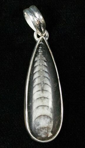 Fossil Orthoceras Pendant - Sterling Silver #16723